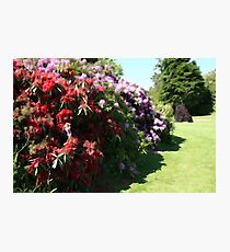 Illustrated Rhododendrons Photographic Print