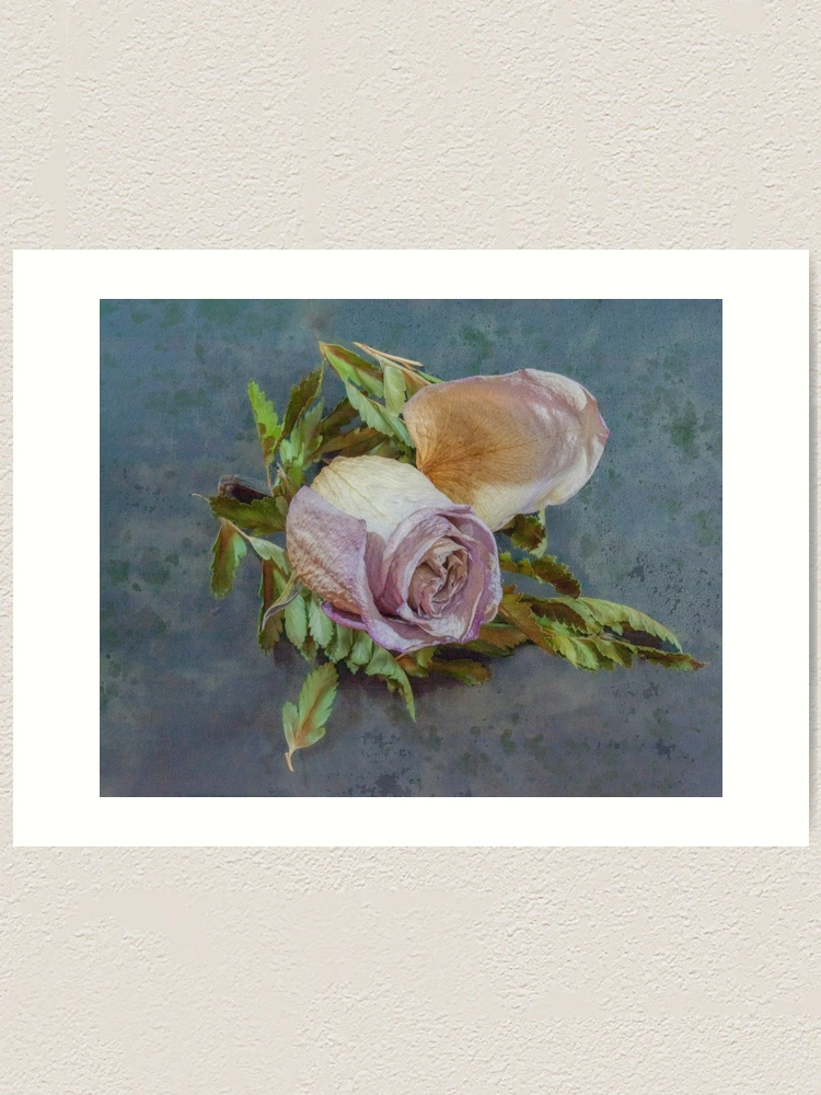 Thumbnail 1 von 3, Kunstdruck, GETROCKNETE ROTE ROSE designt und verkauft von acellis13.