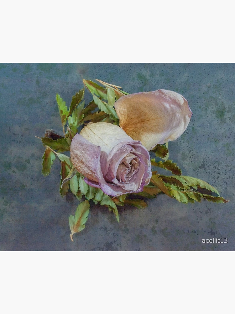 Thumbnail 2 von 2, Postkarte, GETROCKNETE ROTE ROSE designt und verkauft von acellis13.