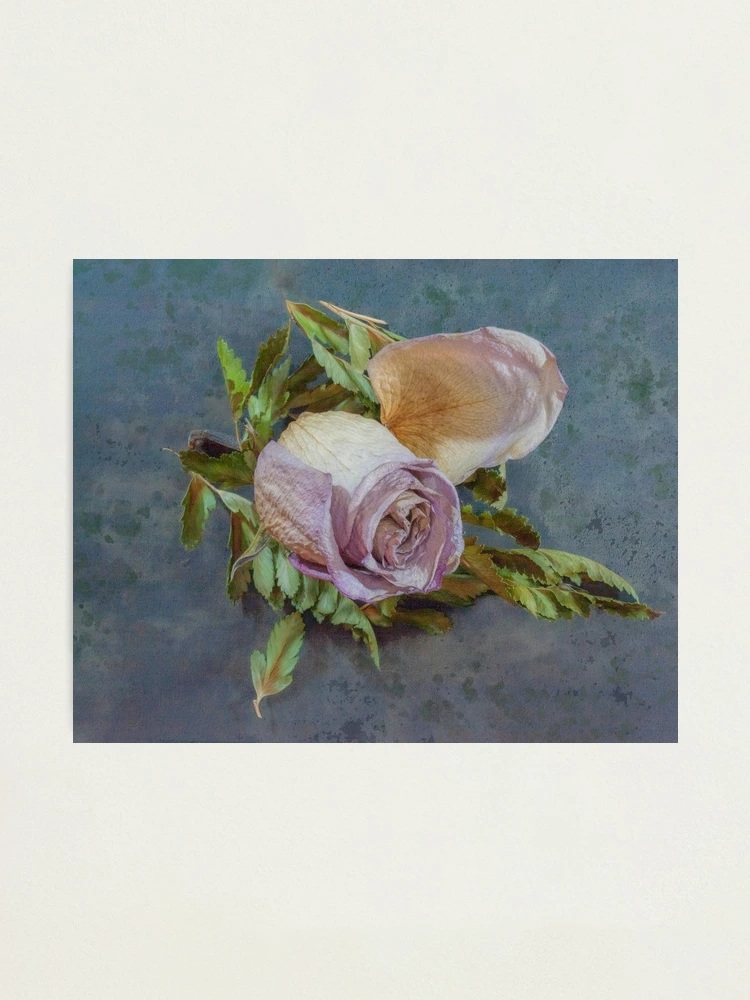 Thumbnail 1 von 3, Fotodruck, GETROCKNETE ROTE ROSE designt und verkauft von acellis13.