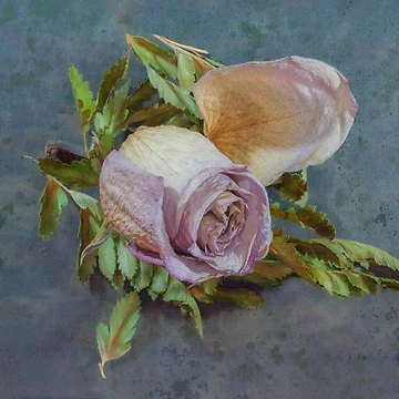 Vorschaubild zum Design GETROCKNETE ROTE ROSE von acellis13