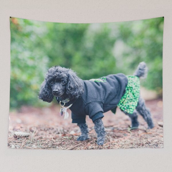 Item preview, Black and grey poodles designed and sold by KensLensDesigns.
