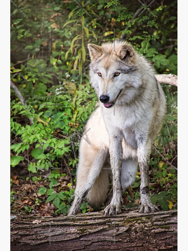 Gray Timber Wolf