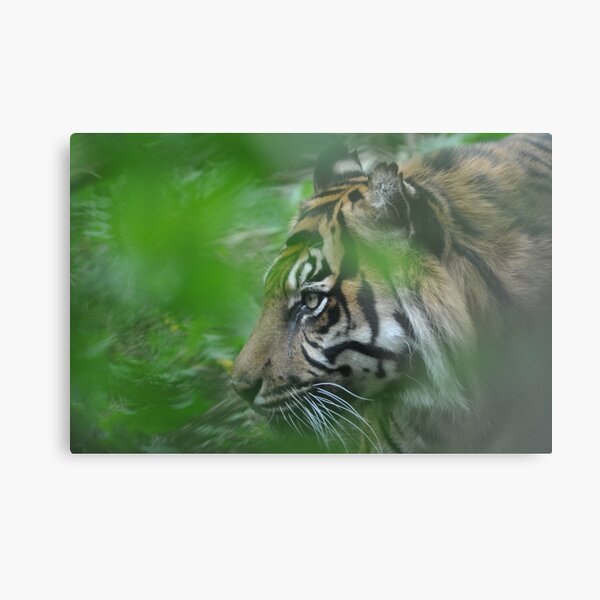 Sumatran Tiger, London Zoo ~ May 2010 Metal Print