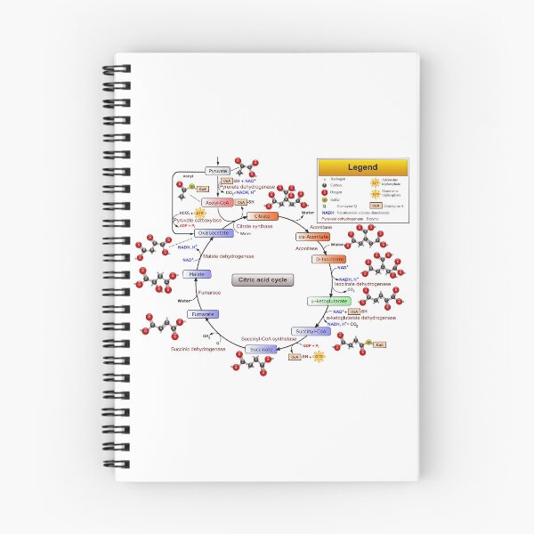 Item preview, Citric Acid Cycle, TCA Cycle, Krebs Cycle Diagram designed and sold by allhistory.