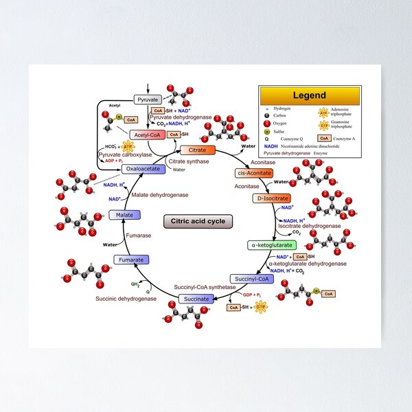 Chemische Gleichung des Krebszyklus