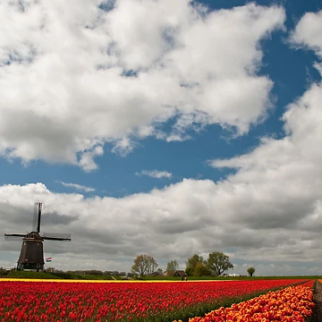 Artwork thumbnail, Dutch Roots by Brendan Schoon