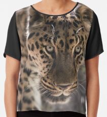 Leopard (Panthera pardus) Chiffontop
