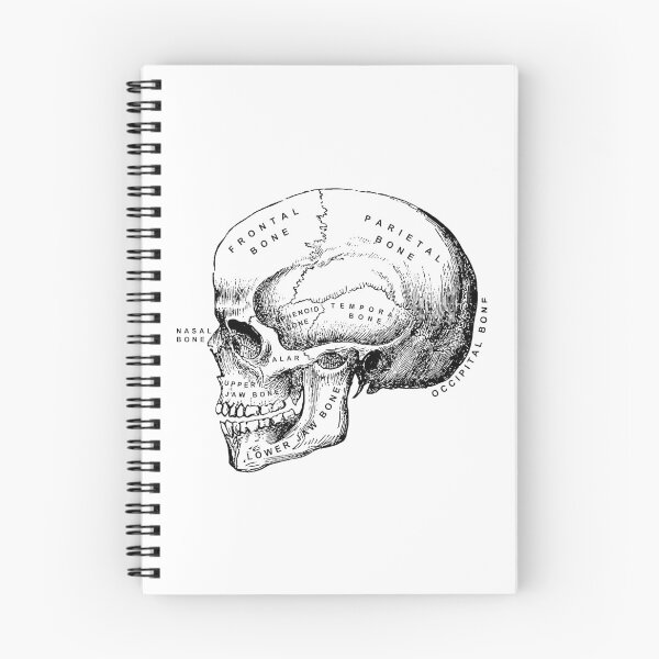 Item preview, Human Skull Anatomy designed and sold by Wannabe Art.