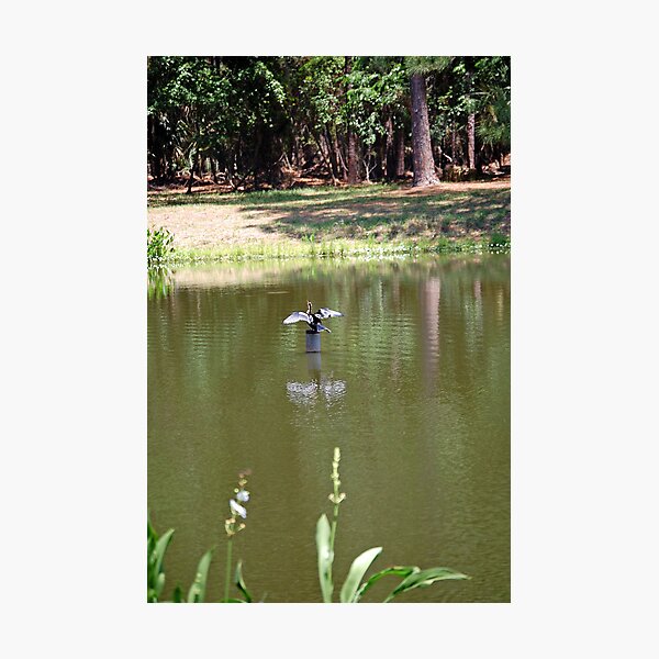 Item preview, Anhinga Along the Lake designed and sold by nauticalelf.
