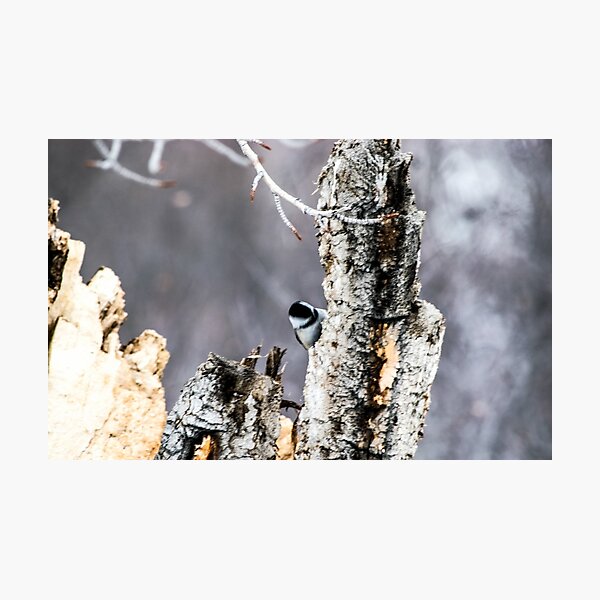 Chickadee Photographic Print