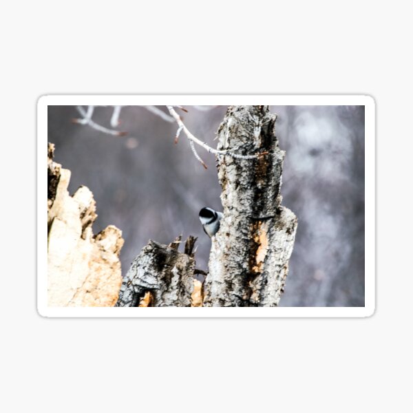 Chickadee Sticker