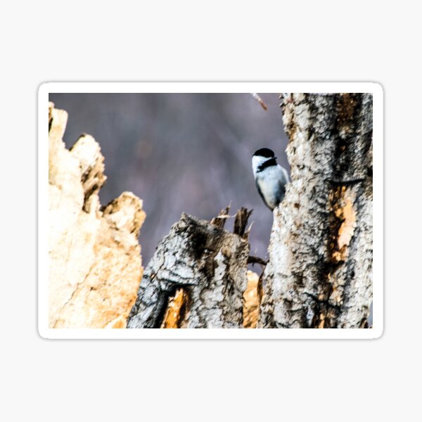 Chickadee posing. Sticker