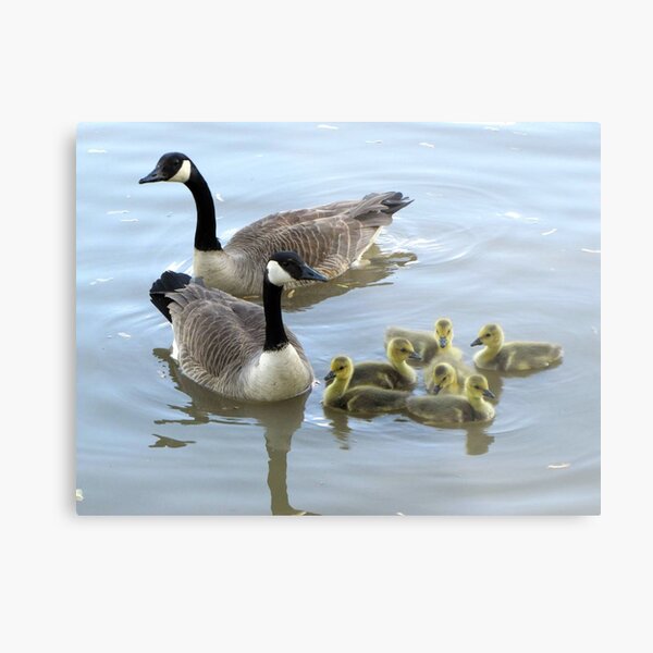 Family Swim Metal Print