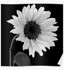 Sunwashed White Sunflower Poster