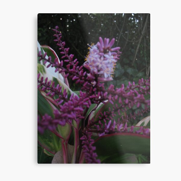Purple & Green, You Know What I Mean? Metal Print