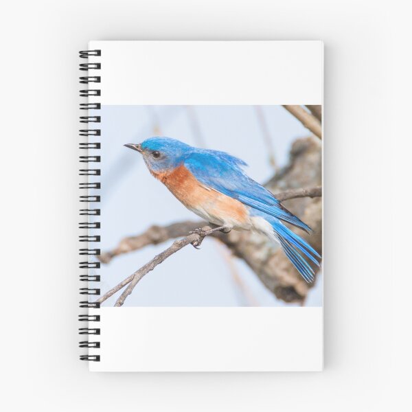 Item preview, Blue Bird designed and sold by SoulMatesPhoto.
