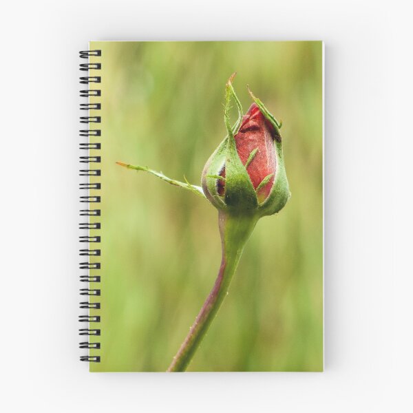 Item preview, Rose - Bud empieza a abrirse designed and sold by DPalmer.