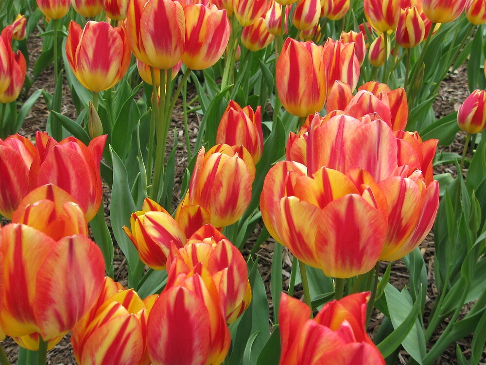 "Tulips in Baltimore" by Susan Hughes Gray Redbubble