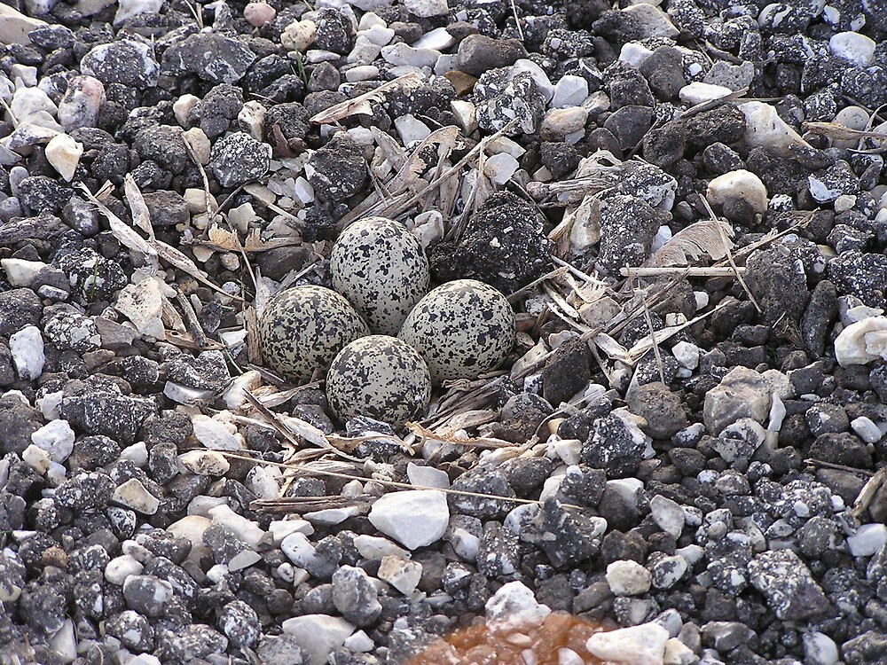 "Killdeer nest in the driveway" by Doug Winquist Redbubble