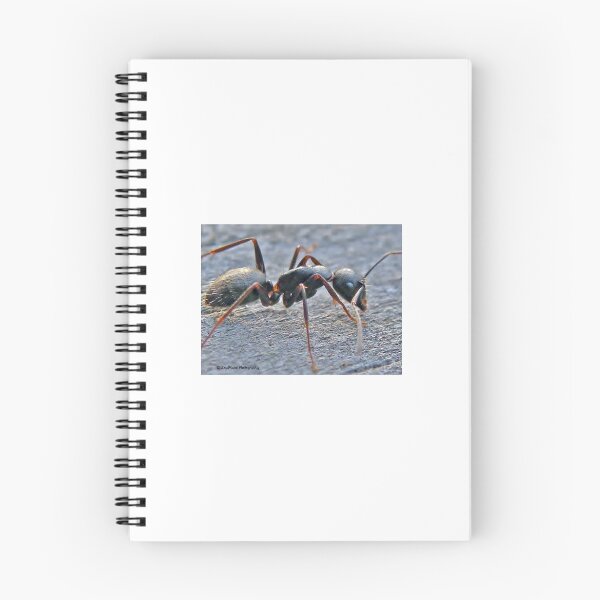 Item preview, Ant designed and sold by SoulMatesPhoto.