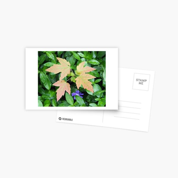 Uninvited Garden Guest Postcard