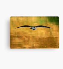 Full Flight Canvas Print