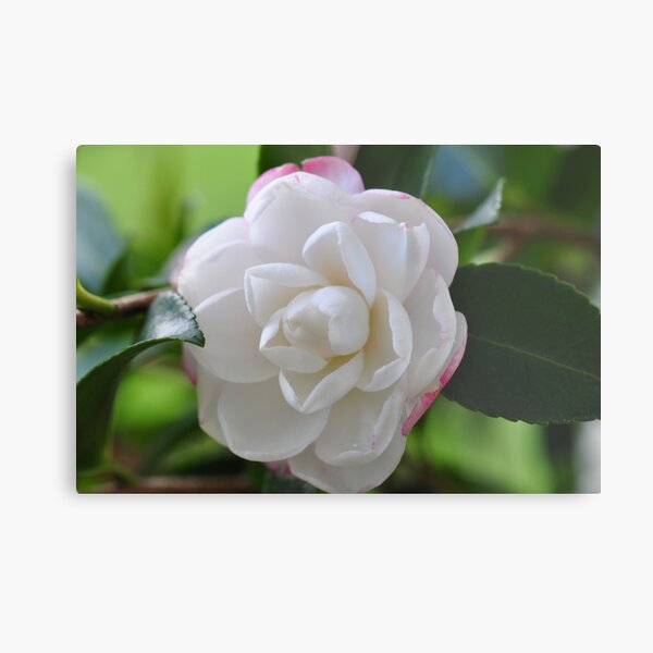 Beautiful Camellia Metal Print