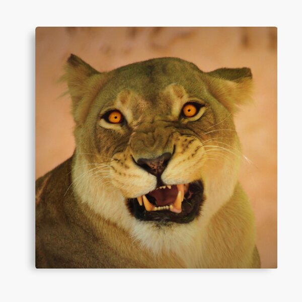 "what you looking at" ? Canvas Print
