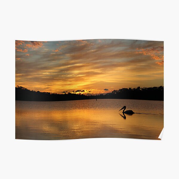 Sunrise over Narrabeen Lake + Pelican Poster