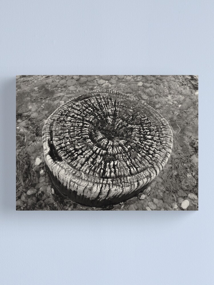 Thumbnail 1 of 3, Canvas Print, Lost Jetty designed and sold by ronmoss.