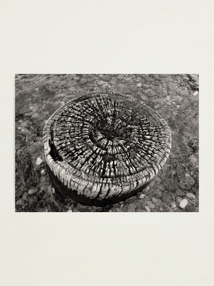 Thumbnail 1 of 3, Photographic Print, Lost Jetty designed and sold by ronmoss.
