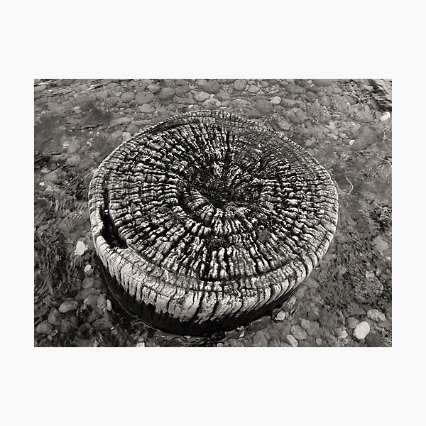 Photographic Print