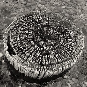 Artwork thumbnail, Lost Jetty by Ron C. Moss