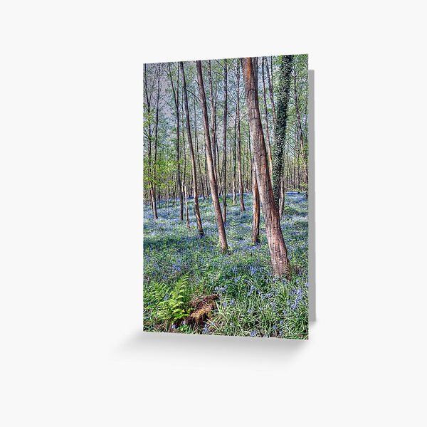 Forest of Dean Bluebells Greeting Card