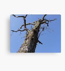 Standing Tall Canvas Print