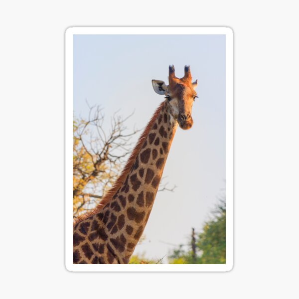Early Morning Giraffe Portrait Sticker
