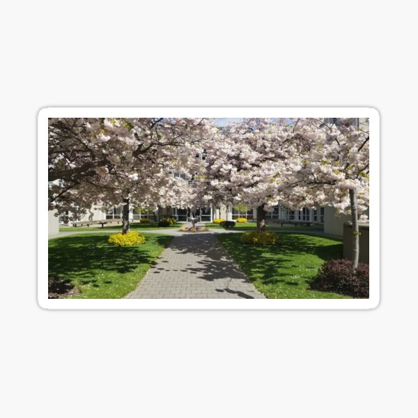 Full Bloom Outside the Computer Science Building Sticker
