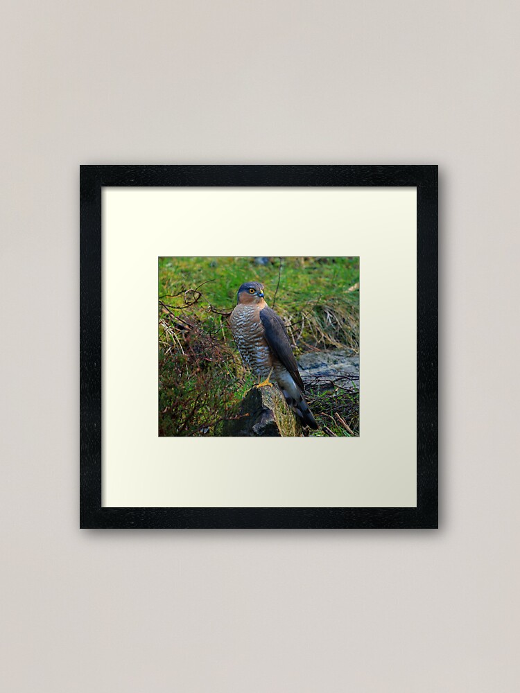 Alternate view of Sparrowhawk #14 Framed Art Print