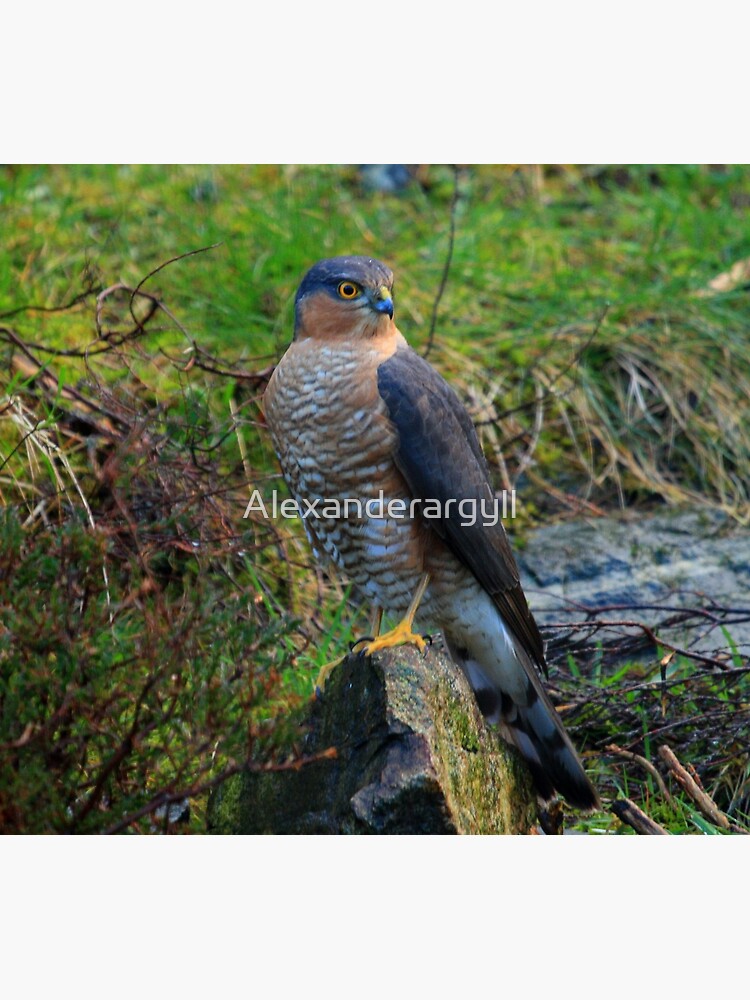 Sparrowhawk #14 by Alexanderargyll