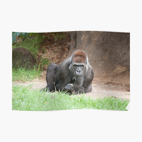 Western lowland gorilla in thought Poster