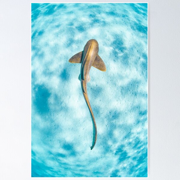 Item preview, Zebra Shark  designed and sold by Jesshaddenphoto.