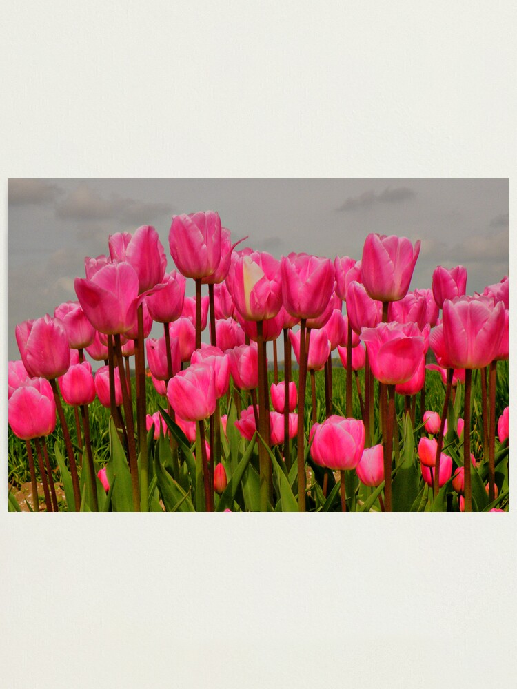 Lámina fotográfica «Preciosos tulipanes rosas en un día gris» de Jokus |  Redbubble