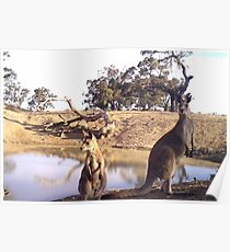 Standing Kangaroos Poster