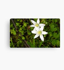 Star of Bethlehem Leinwanddruck