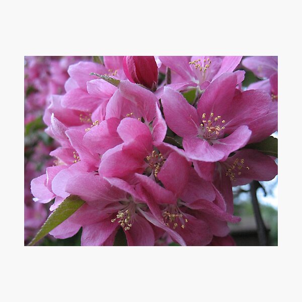 Item preview, Apple Blossoms Jubilee designed and sold by MarianBendeth.