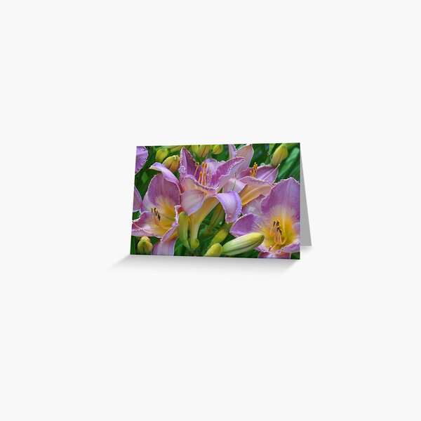 Scent of a Lily Greeting Card