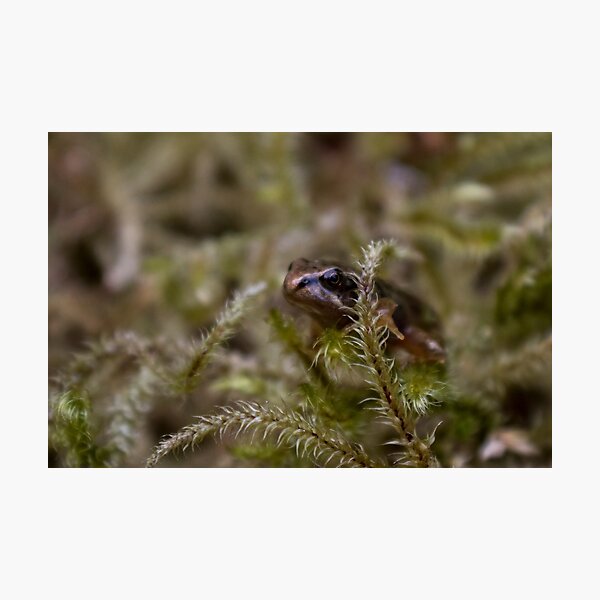 Item preview, Common Frog (Plymouth UK) designed and sold by xesh.