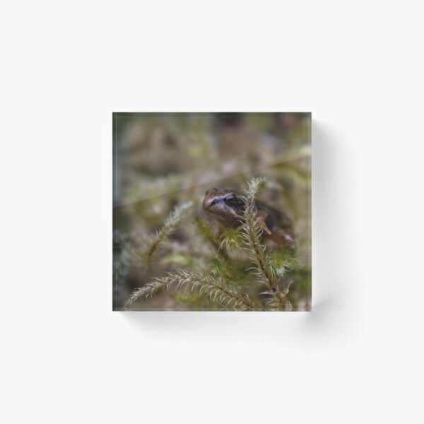 Item preview, Common Frog (Plymouth UK) designed and sold by xesh.