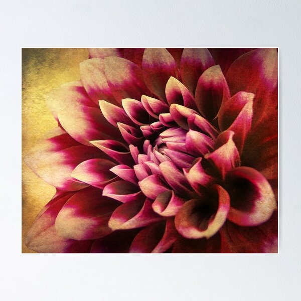 Item preview, Queen Dahlia designed and sold by Kathilee.